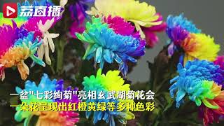 【罕見！#南京玄武湖一株菊花開出7種顏色# 】10月23日，江蘇南京，一千多盆精品菊花亮相玄武湖菊花會。其中一盆\