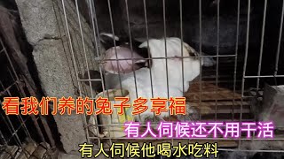 来抖音学农技看看咱们养的兔子多享福，吹着风扇有人喂水吃料