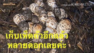 เก็บเห็ดถั่วตอนเช้ามืด ได้หลายดอกค่ะ picking shaggy mane in the dark