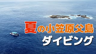 小笠原諸島 夏の父島でスキューバダイビング