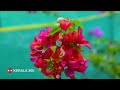 ഒരു ബോഗെയ്ൻവില്ലയിൽ ഏഴ് നിറമുള്ള പൂക്കൾ bougainvillea flower farming