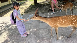 奈良市旅行 2024.7.19