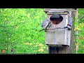 First Owlet Fledges! May 8, 2018 | Wild Birds Unlimited Barred Owl Outside Cam