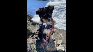 Winter On Castle Lake with Australian shepherd.