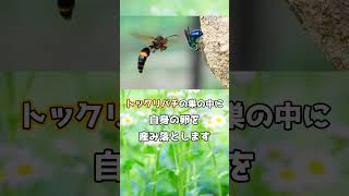 独特すぎる生存戦略を持つ昆虫 \