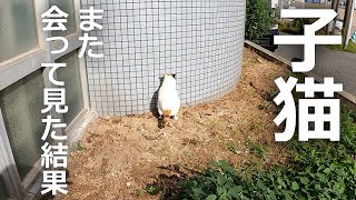 【あの時の子猫】再び会いに行くとそこにいたのは…