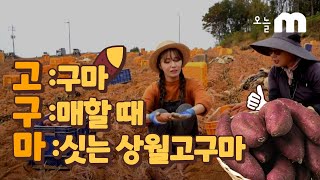 달콤함이 차오르다! 상월 고구마 I 군고구마 I 논산 I 고구마 케이크 I 고구마빵 I 🔹오늘M 대전/세종/충남🔹 l 2022년 12월 6일