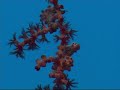 pygmy seahorse pygmee zeepaardje