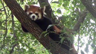 レッサーパンダ双子の兄弟「リュウ＆セイ」の木登り（埼玉県こども動物自然公園）Red Panda Brothers