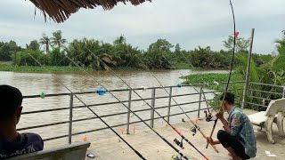 Câu Cá Tra Sông | Đi Săn Mấy Con Hugo Ở Sông Ba Voi | Fishing Miền Tây