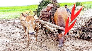 গরুর গাড়িতে পাটের ভারি বোঝা বহন। লাইন ধরে যাচ্ছে বোঝাই গাড়ি। গ্রাম-বাংলার অপরূপ দৃশ্য এটি...