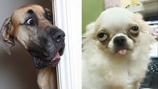 🐶 Funny dogs life, try not to laugh  😂 Cute dogs videos