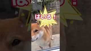 喋れる日本語が増えてきた柴犬とん君