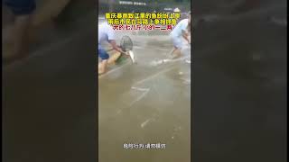 重庆暴雨致江里的鱼纷纷上岸，雨后市民在马路上争相抓鱼。“大的七八斤 小的一二两”。#重庆暴雨#shorts