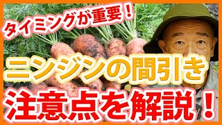 家庭菜園や農園のニンジン栽培で間引きの注意点を解説！重要なタイミングの秘訣とニンジンの育て方！【農家直伝】