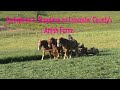 Springtime = Busytime on Amish Farms in Lancaster County, PA