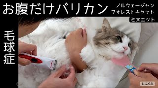 冬の毛づくろいで苦しむ長毛猫。お腹のもふもふだけをカットしてみたら。。【ノルウェージャンフォレストキャット】