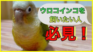 ウロコインコ(インコ全般)を飼う前に知っておきたい5つのコト！