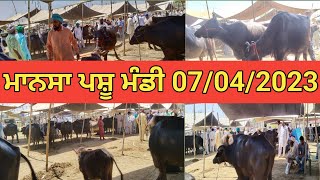 ਮਾਨਸਾ ਪਸ਼ੂ ਮੰਡੀ Mansa Pashu Mandi 07/04/2023@DhaliwalDairyfarm6866