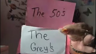 Contract That The Grey's Signed In The 50's With Government About To Expire 👽 Treasure Box Reading 🧺