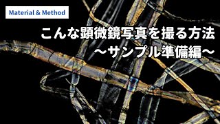 【実験方法2024】顕微鏡観察用パルプの準備