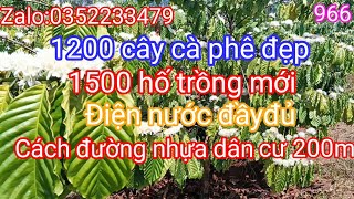 Cần nhượng lại dt 2,4 héc cà phê tơ điện nước đầyđủ cách đường nhựa dân cư chỉ 200m giá 850tr1 héc