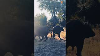 Lions 🦁 vs buffaloes 🦬#fighting  #wildlife #lionking #buffalo #lion #masai #mara 🎥:jasonstreet