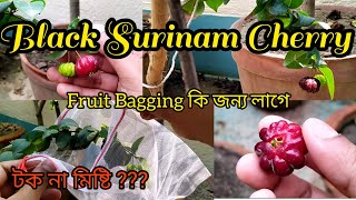 Black Surinam Cherry খেতে কেমন এবং চেরি গাছে Fruit Bagging কেনো করবো || Fruit Tasting || #gardening