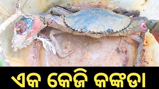 ବଡ କଙ୍କଡା 1Kg || ଭେନାମୀ ଚିଙ୍ଗୁଡ଼ି ଗଡ଼ିଆ ରେ ଧରିଲୁ ||🦀🦀🦀🦐🦐🦐