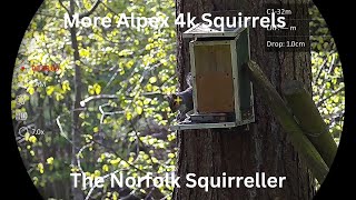 More Hikmicro Alpex 4k Squirrel Action