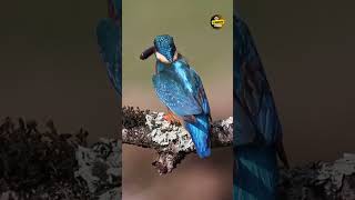 Kingfishers' masters of speed beaks stuck in plants.