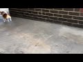 jack russell barking happy puppy