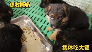 德牧幼犬断奶后，该如何喂养呢?犬舍主人专业讲解各种注意事项⚠️