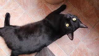 黒猫クロすけは「クロ」じゃなかったみたいです・・・🐾