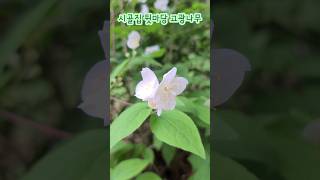 시골집 뒷마당 고광나무 꽃 곱다.Philadelphus schrenckii