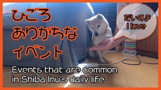 柴犬の本音・・・パトロール＜おやつ”Shiba Inu's true intention　Patrol ＜Snack”　#柴犬#shiba#柴クク