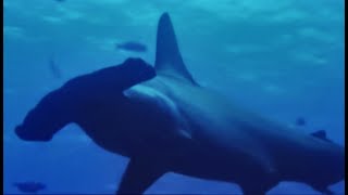 How did the Hammerhead Shark Evolve? | BBC Earth