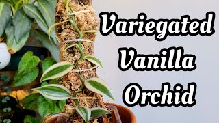 Variegated Vanilla Orchid!! 🌱 repot with me & let's get it climbing!! + new kitt