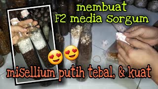 CARA MEMBUAT BIBIT JAMUR TIRAM ||MEMBUAT BIBIT JAMUR F2 MEDIA SORGUM