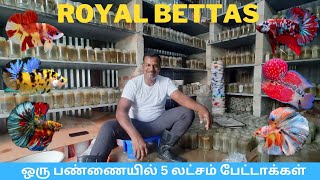 20 ரூபாயில் இருந்து bettas | flowerhorn 100 ரூபாயில் இருந்து |  royal bettas farm