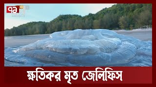 কক্সবাজার উপকূলে ভাসছে মৃত জেলিফিস | News | Ekattor TV