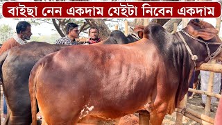 গুলিস্তানের হকারের মত গরু বিক্রি করতে চান হযরতপুর গরুর হাটের এই ব্যাপারি | গরু যেটাই নিবেন দাম একই