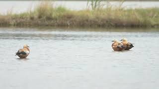 アカツクシガモ 3羽 Ruddy shelduck