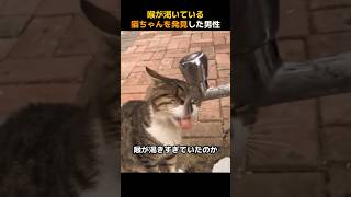 喉が渇いている猫ちゃんを発見した男性