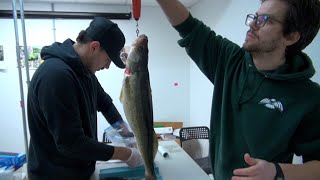 Fish Study begins in Kahnawà:ke