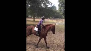 Rosso - 2011 Oldenburg Gelding Schooling 2-9-16