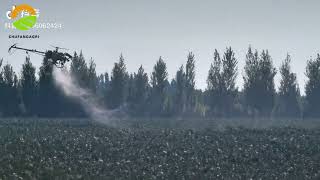 Spraying pesticides in the cotton farms using helicopters