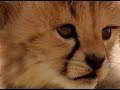 Running with a Cheetah Cub | Little Big Cat | BBC Earth