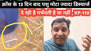 गाय भैंस क्रॉस के 13 दिन बाद मोटा डिस्चार्ज दे गर्भवती है या नहीं | gaay bhains discharge | KP-110 ?