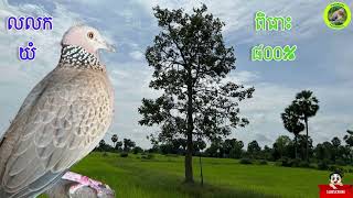 សំឡេងលលកធ្នាក់ខ្មែរ​ ហៅត្រូលបរហៅលលកព្រៃអោយចូលលប់#terkukurss